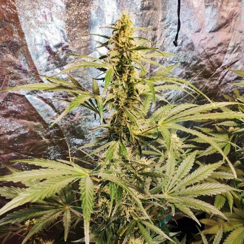 First grow in 2026. Week 6