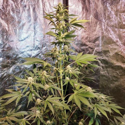 First grow in 2026. Week 6