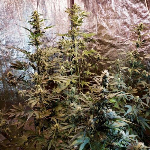 First grow in 2026. Week 6