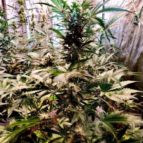 First grow in 2026. Week 6