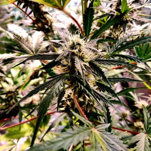 First grow in 2026. Week 6