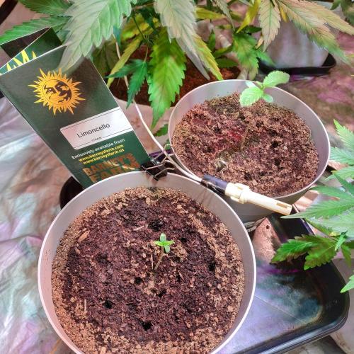 We are trying to grow photoperiod plants. Week 0