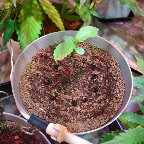 We are trying to grow photoperiod plants. Week 0