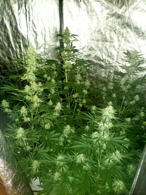 First grow in 2026. Week 8
