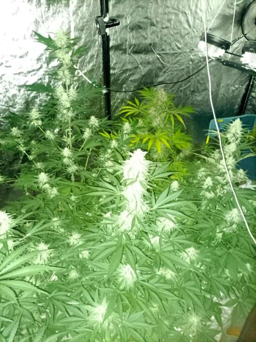 First grow in 2026. Week 8