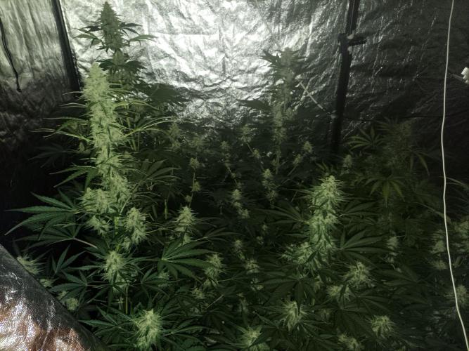 First grow in 2026. Week 8