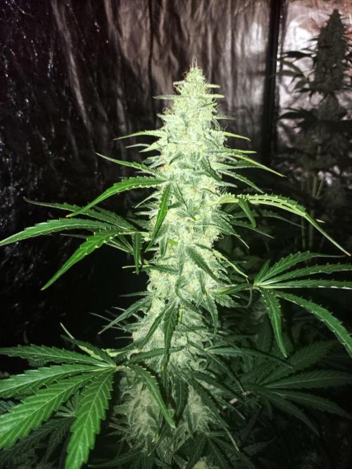 First grow in 2026. Week 8