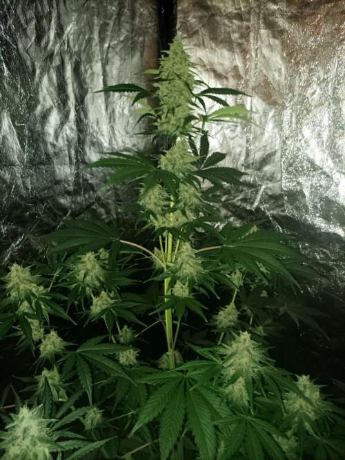 First grow in 2026. Week 8