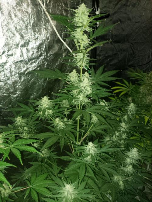 First grow in 2026. Week 8