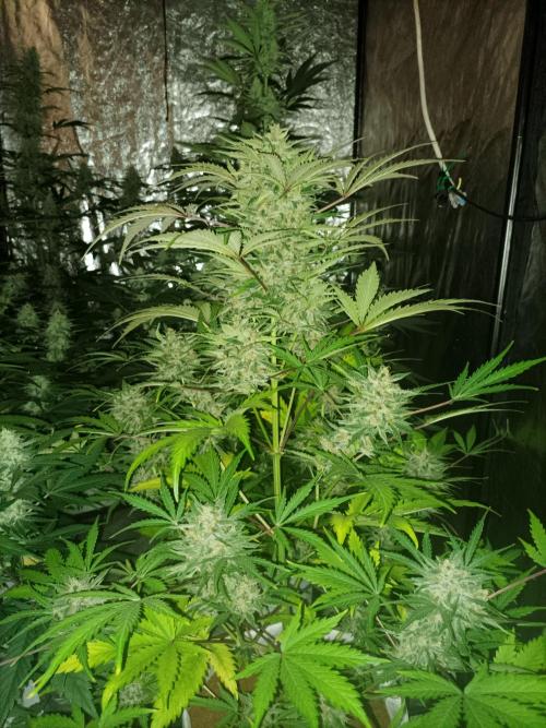 First grow in 2026. Week 8