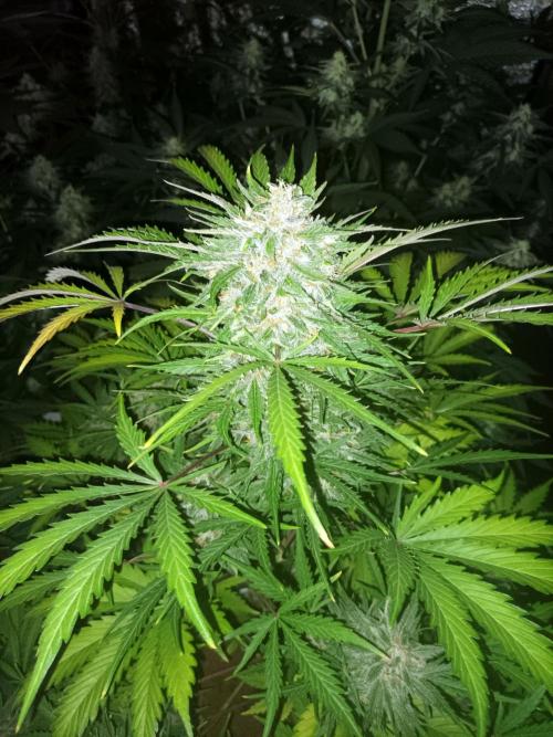 First grow in 2026. Week 8