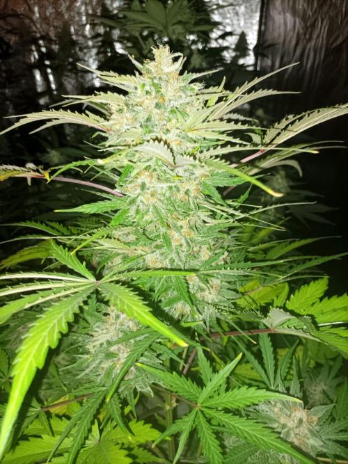 First grow in 2026. Week 8
