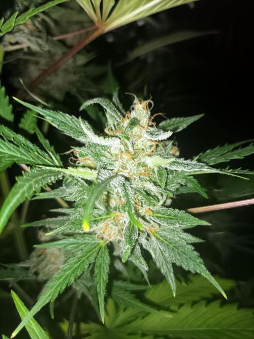 First grow in 2026. Week 8
