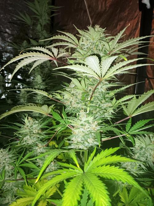 First grow in 2026. Week 8
