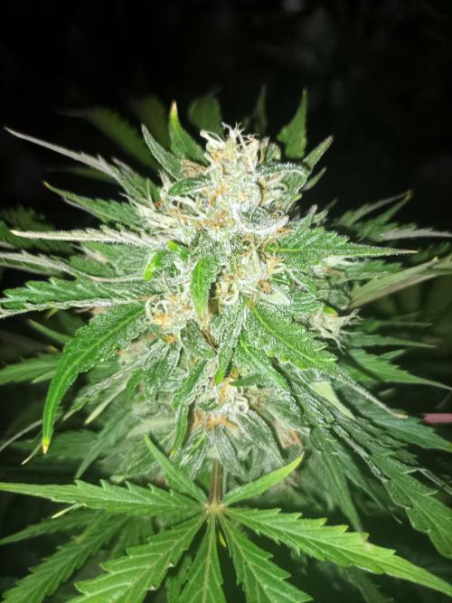 First grow in 2026. Week 8