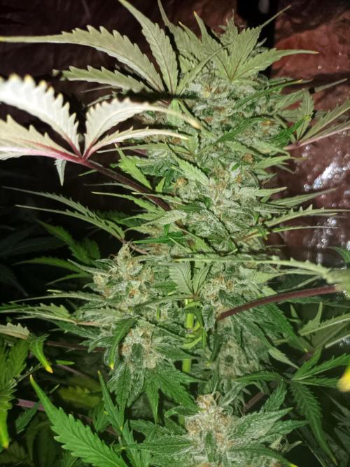 First grow in 2026. Week 8