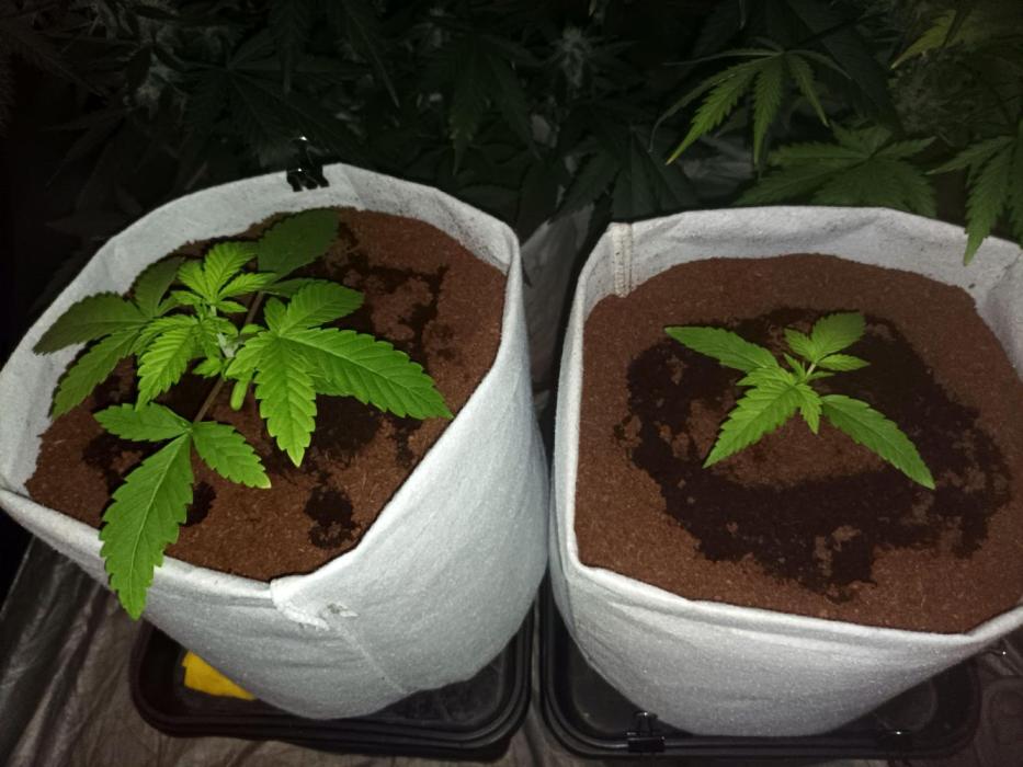 We are trying to grow photoperiod plants. Week 3
