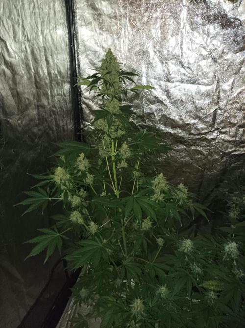 First grow in 2026. Week 9
