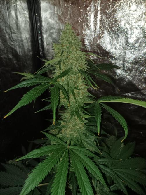 First grow in 2026. Week 9