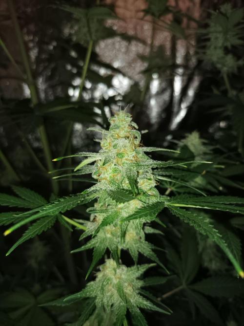 First grow in 2026. Week 9