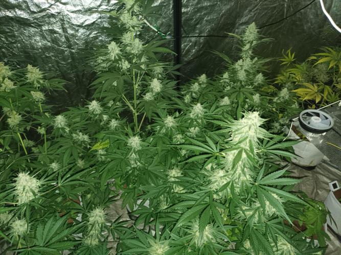 First grow in 2026. Week 9
