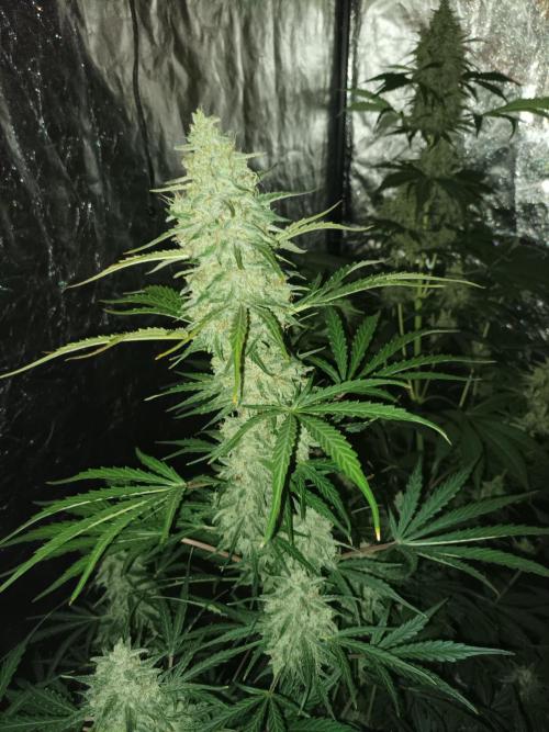 First grow in 2026. Week 9