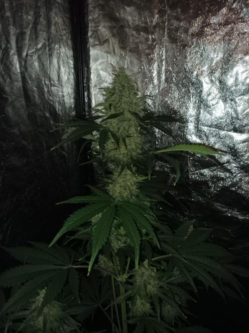 First grow in 2026. Week 9