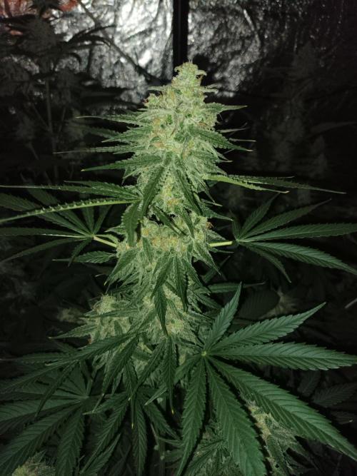 First grow in 2026. Week 9