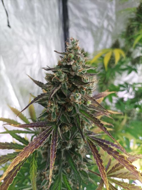 First grow in 2026. Week 10