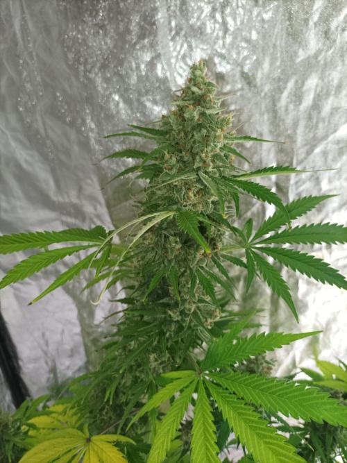 First grow in 2026. Week 10