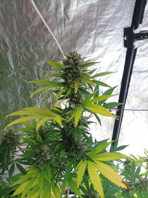 First grow in 2026. Week 10