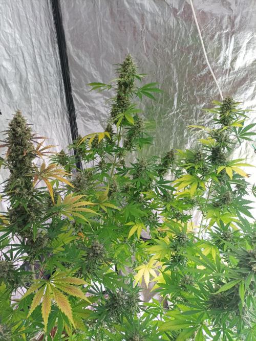 First grow in 2026. Week 10