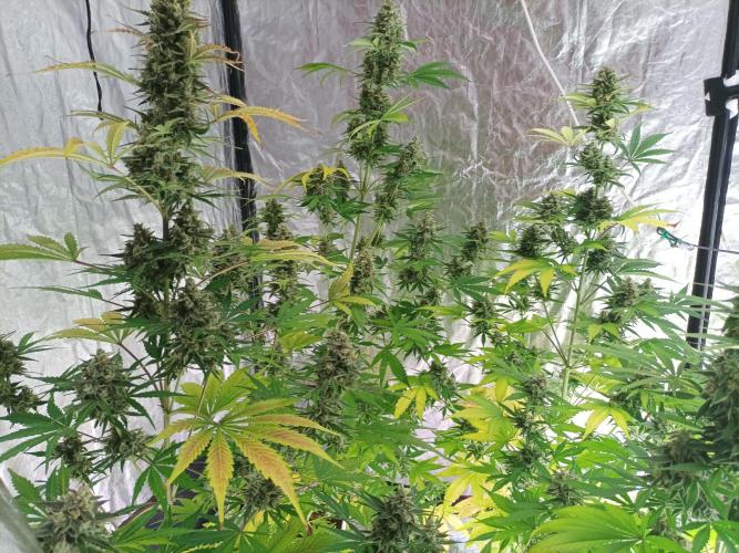 First grow in 2026. Week 10