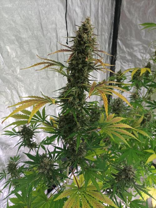 First grow in 2026. Week 10