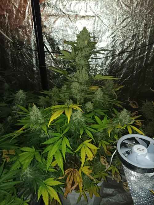 First grow in 2026. Week 10
