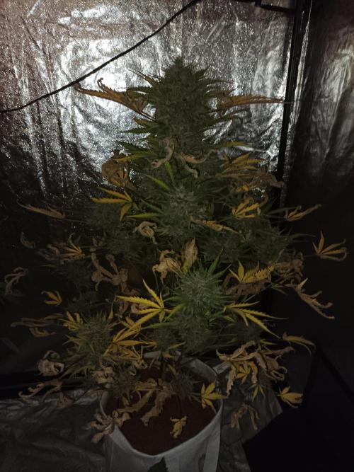 First grow in 2026. Week 10