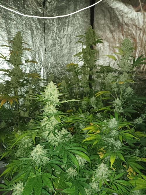 First grow in 2026. Week 10