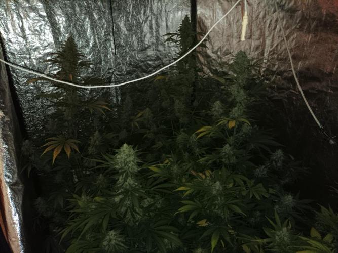 First grow in 2026. Week 10
