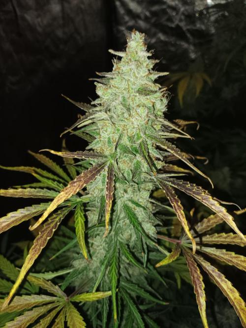 First grow in 2026. Week 10