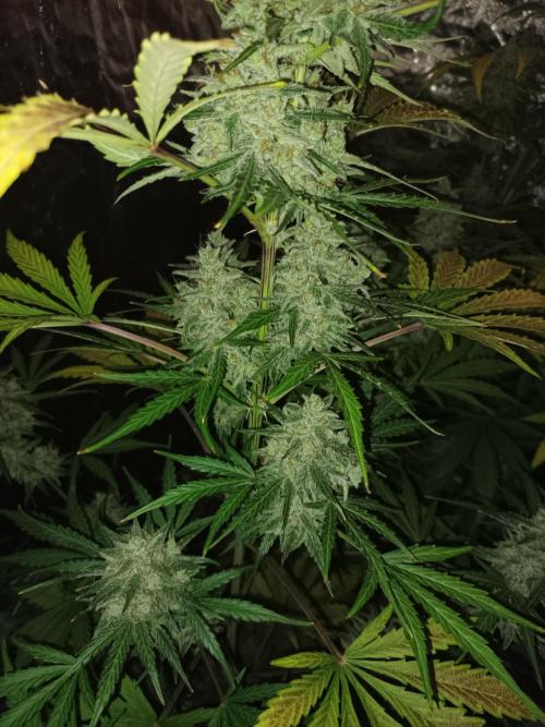 First grow in 2026. Week 10