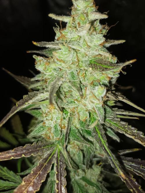 First grow in 2026. Week 10