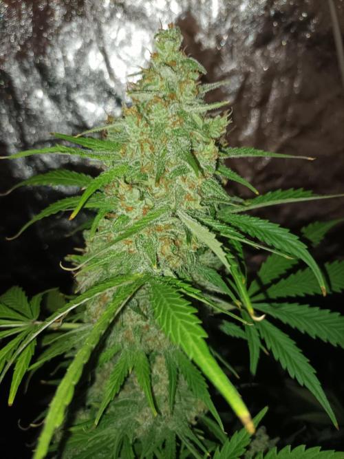 First grow in 2026. Week 10