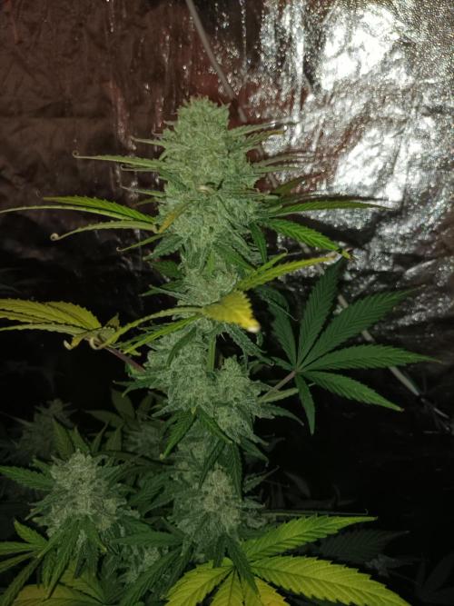 First grow in 2026. Week 10