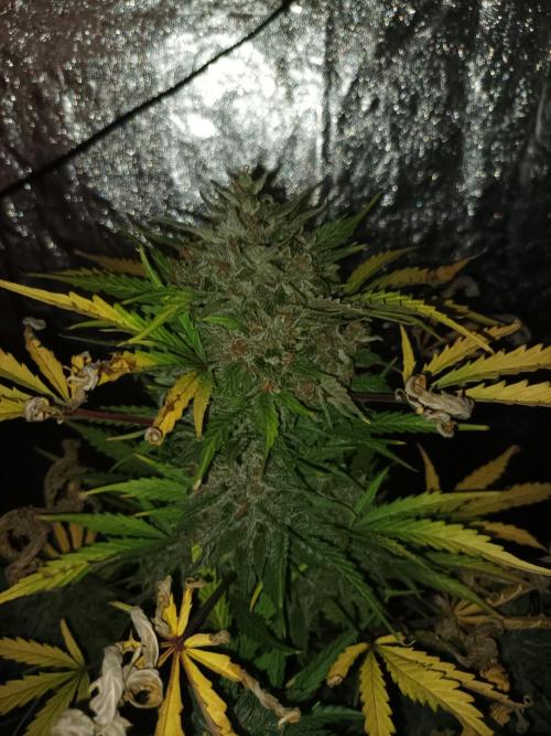 First grow in 2026. Week 10