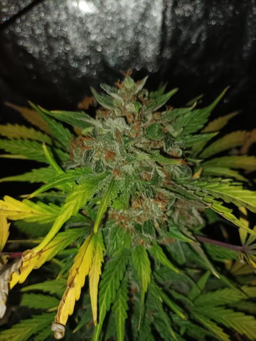 First grow in 2026. Week 10
