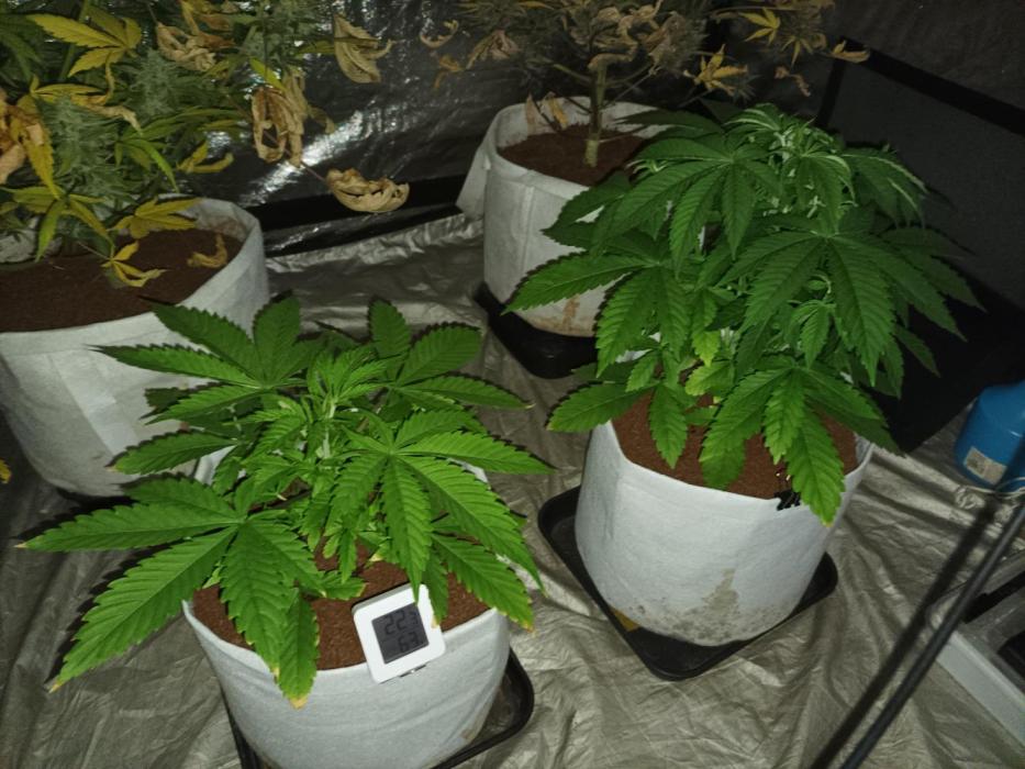 We are trying to grow photoperiod plants. Week 5