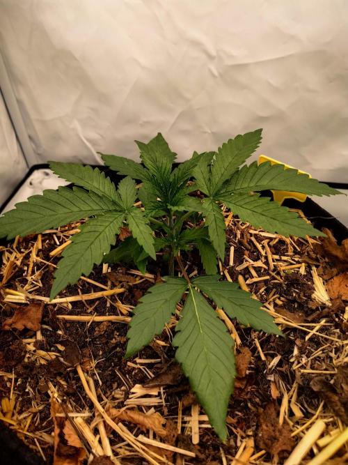 Aufs neue. Week 3 - Ultra violett GMO 