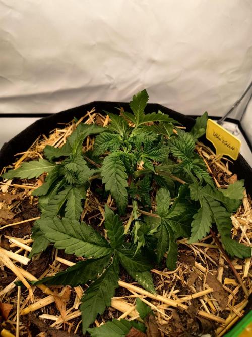 Aufs neue. Week 3 - Gelato 