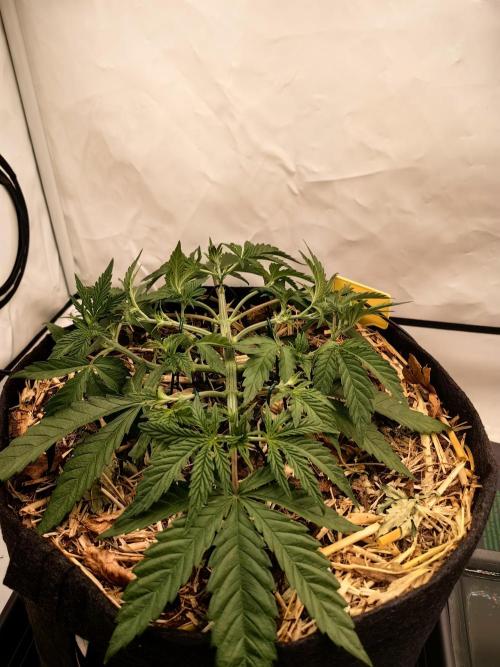 Aufs neue. Week 4 - Gelato
9.11