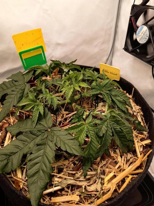 Aufs neue. Week 4 - Ultra violett GMO
9.11